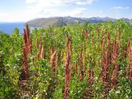 champs de quinoa